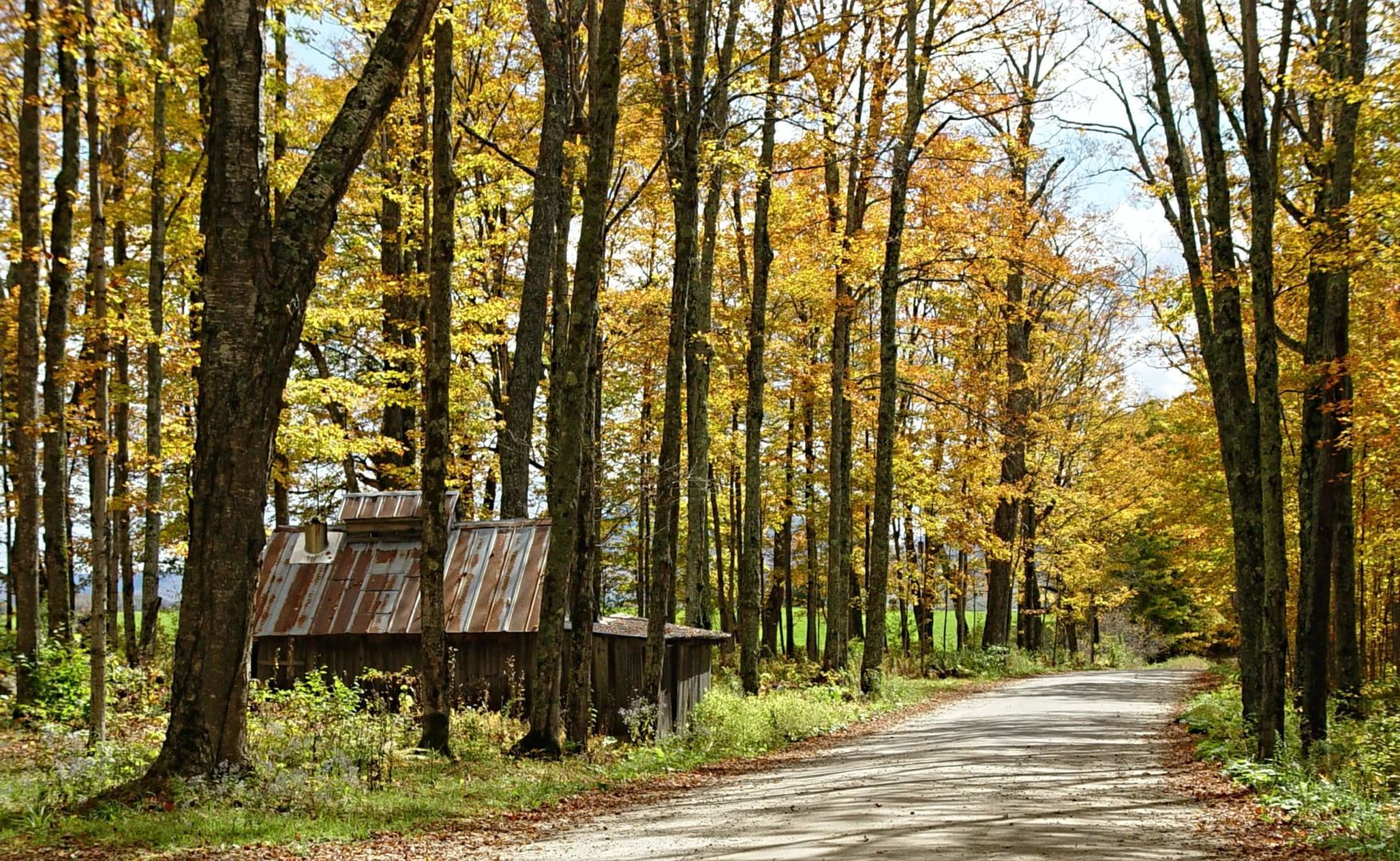 a dirt road through the woods full of maple trees during Autumn. A sugar shack is on the right.